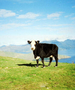 Alternative view of LOMOGRAPHY ISO 100 35mm 彩色負片 (3 X 36 張底片)